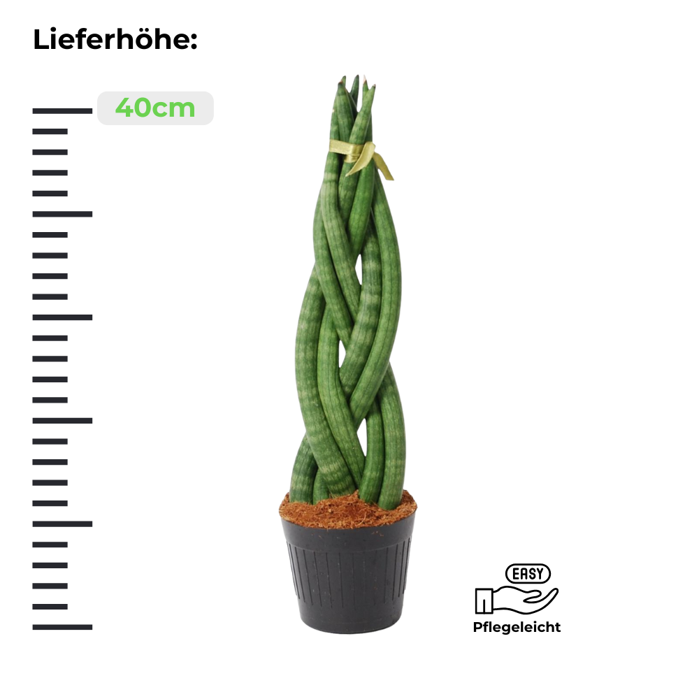 Sansevieria Cylindrica Twist - Bogenhanf - ⭥40cm