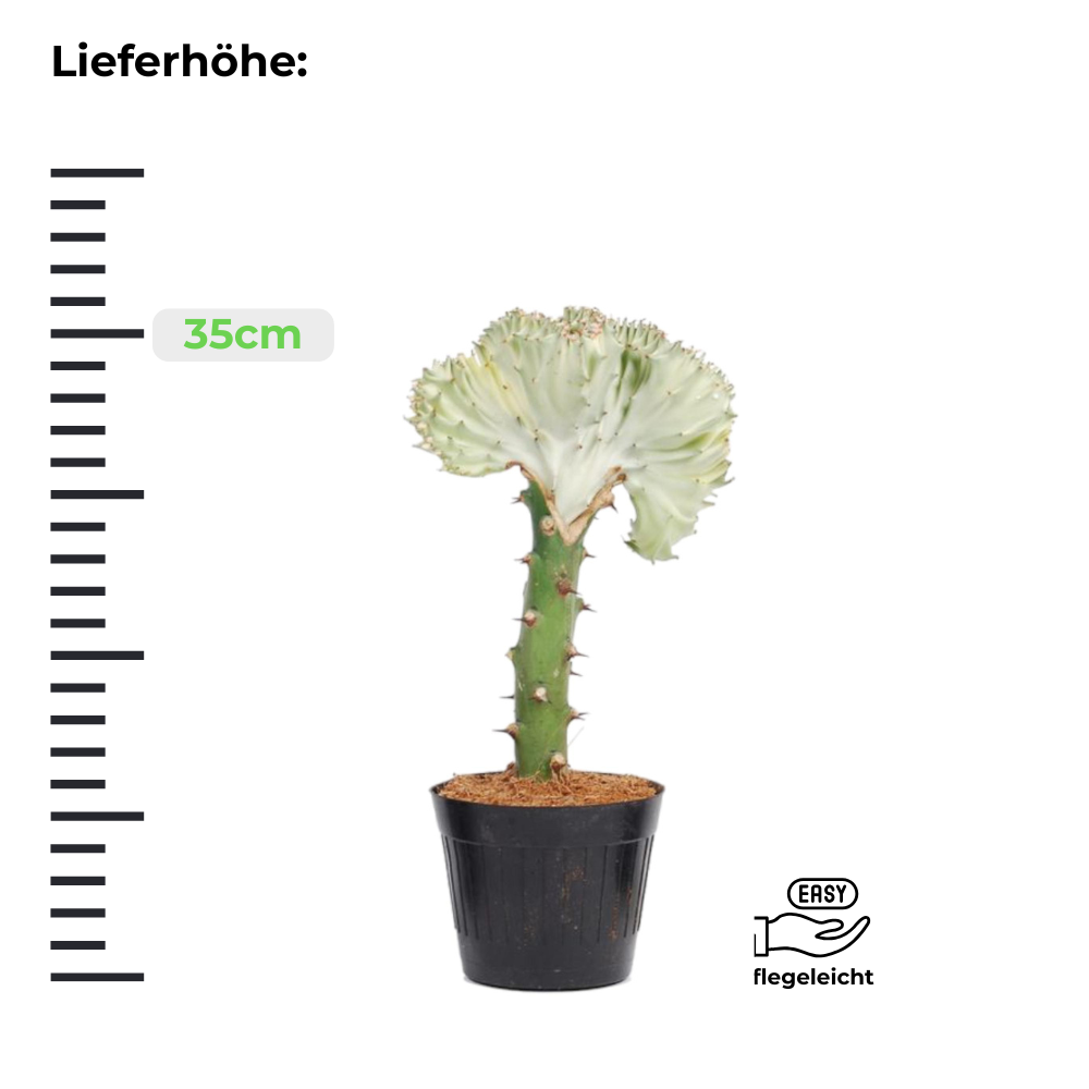 Weiße Euphorbia Lactea Cristata - ⭥35cm