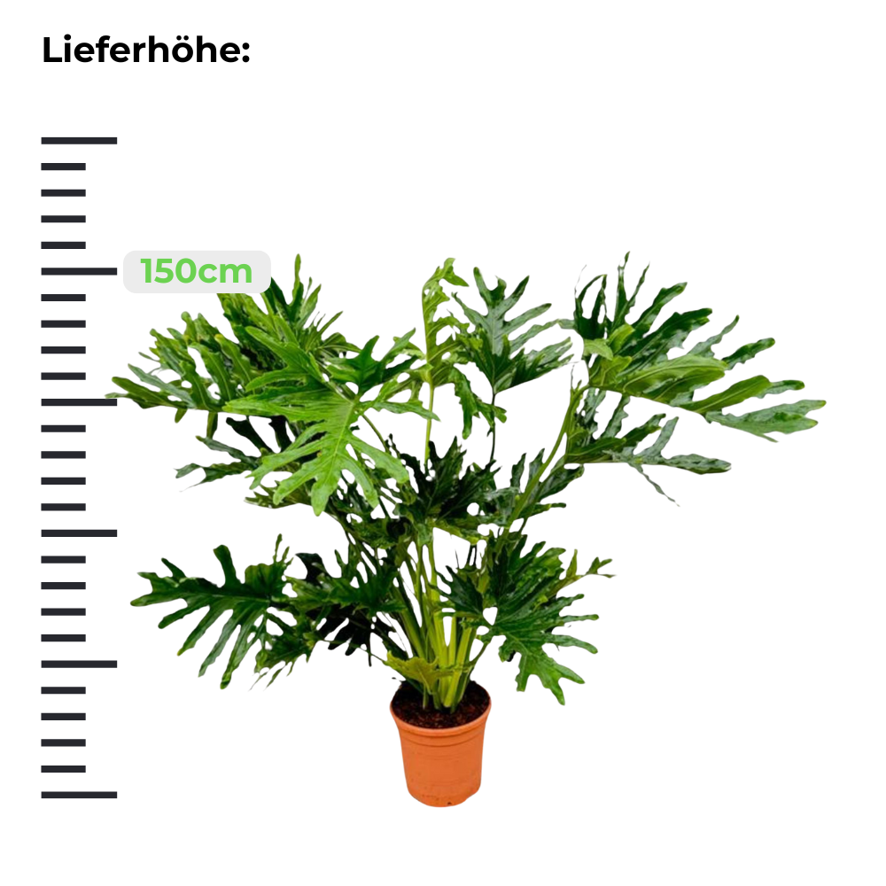 Philodendron Selloum "Baum-Philodendron" - ⭥150cm