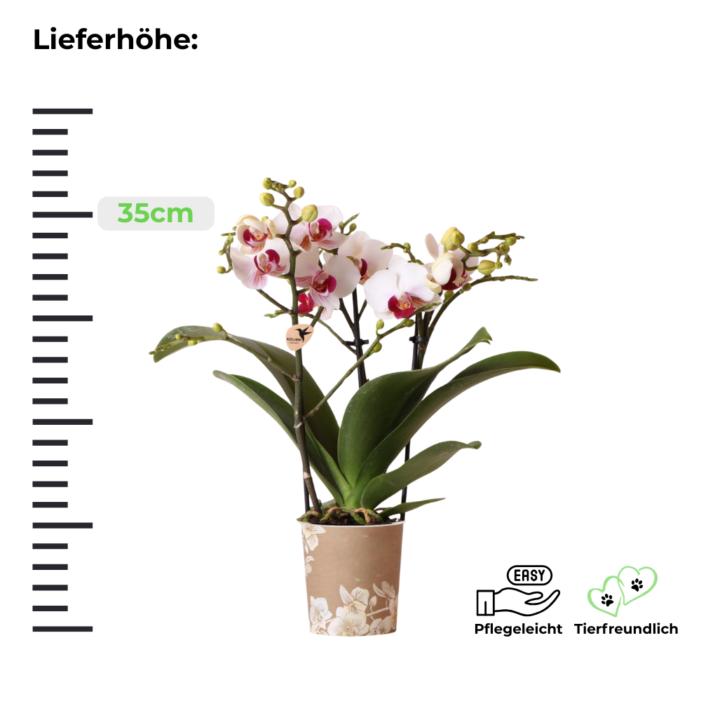 Weiß/Rosa Schmetterlingsorchidee Mineral Gibraltar - ⭥35cm