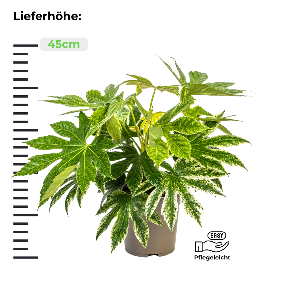 Fatsia Japonica Spider's Web "Japanische Aralie" - ⭥45cm
