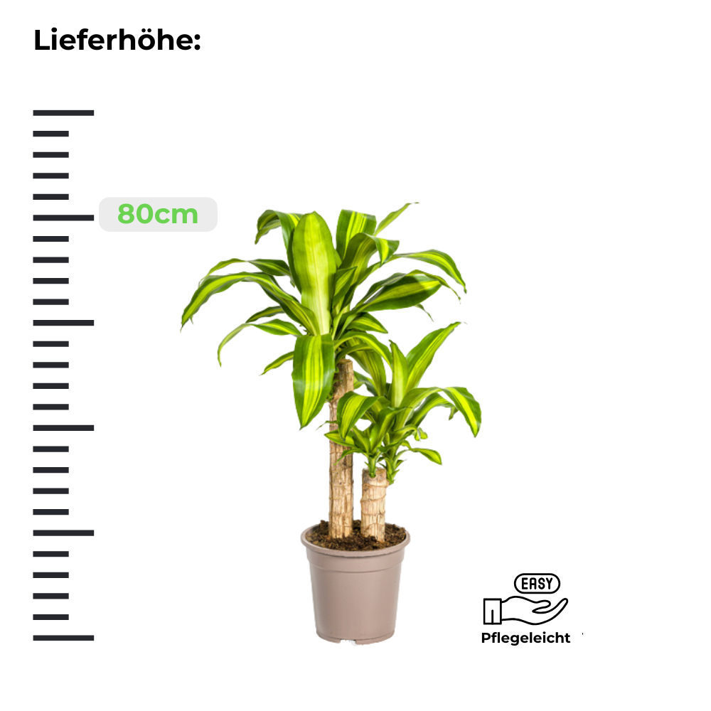 Dracaena Fragrans Massangeana - Drachenbaum -  ⭥80cm