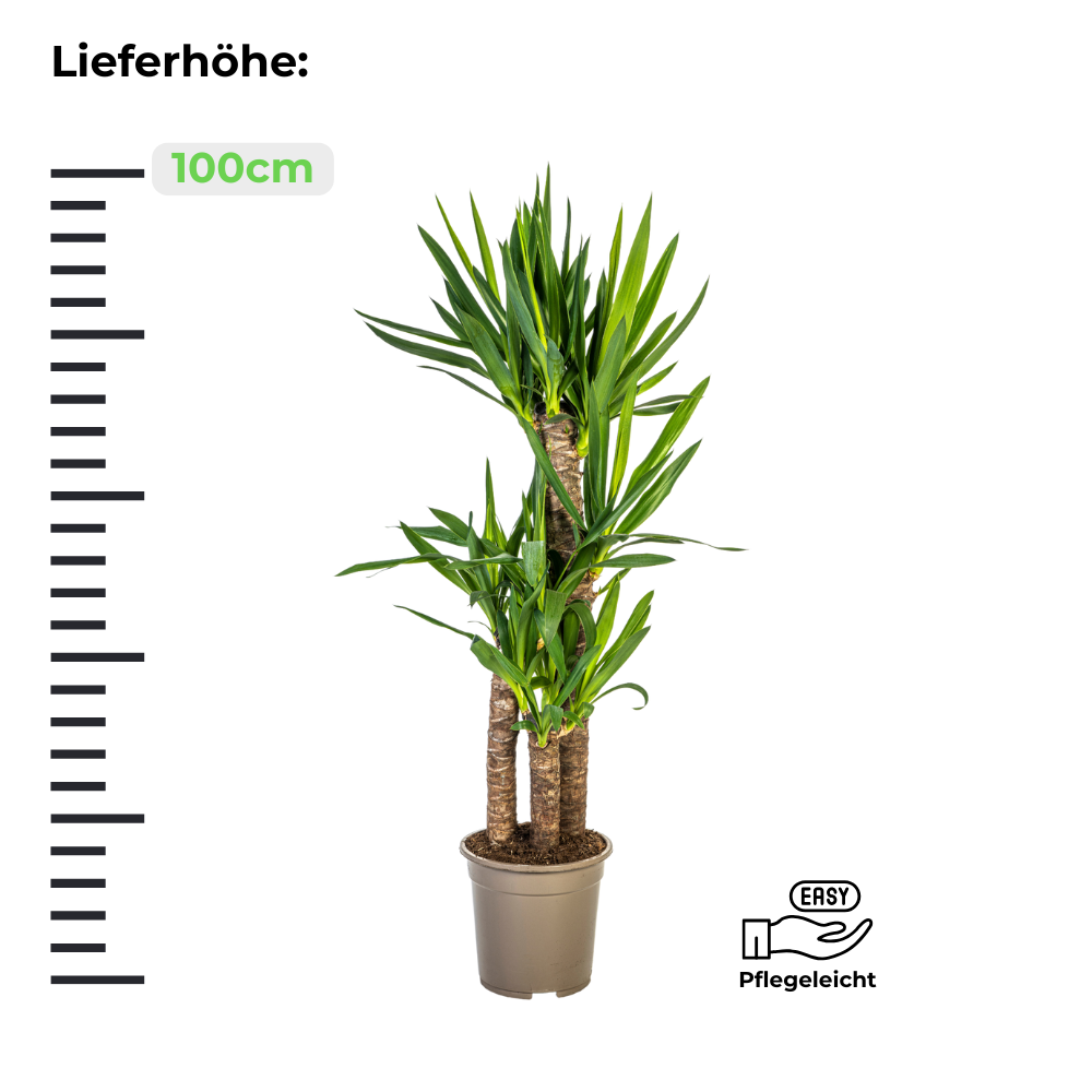 Yucca Elephantipes "Palmlilie" - ⭥100cm