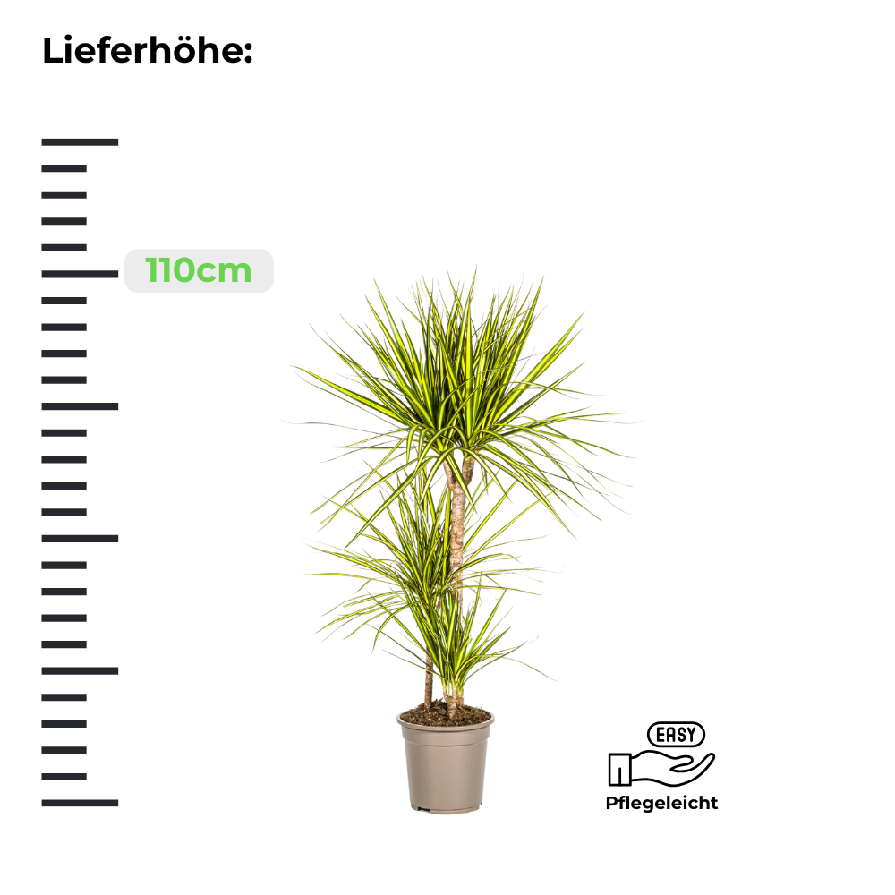 Dracaena Marginata "Sunray" - Drachenbaum - [XL]