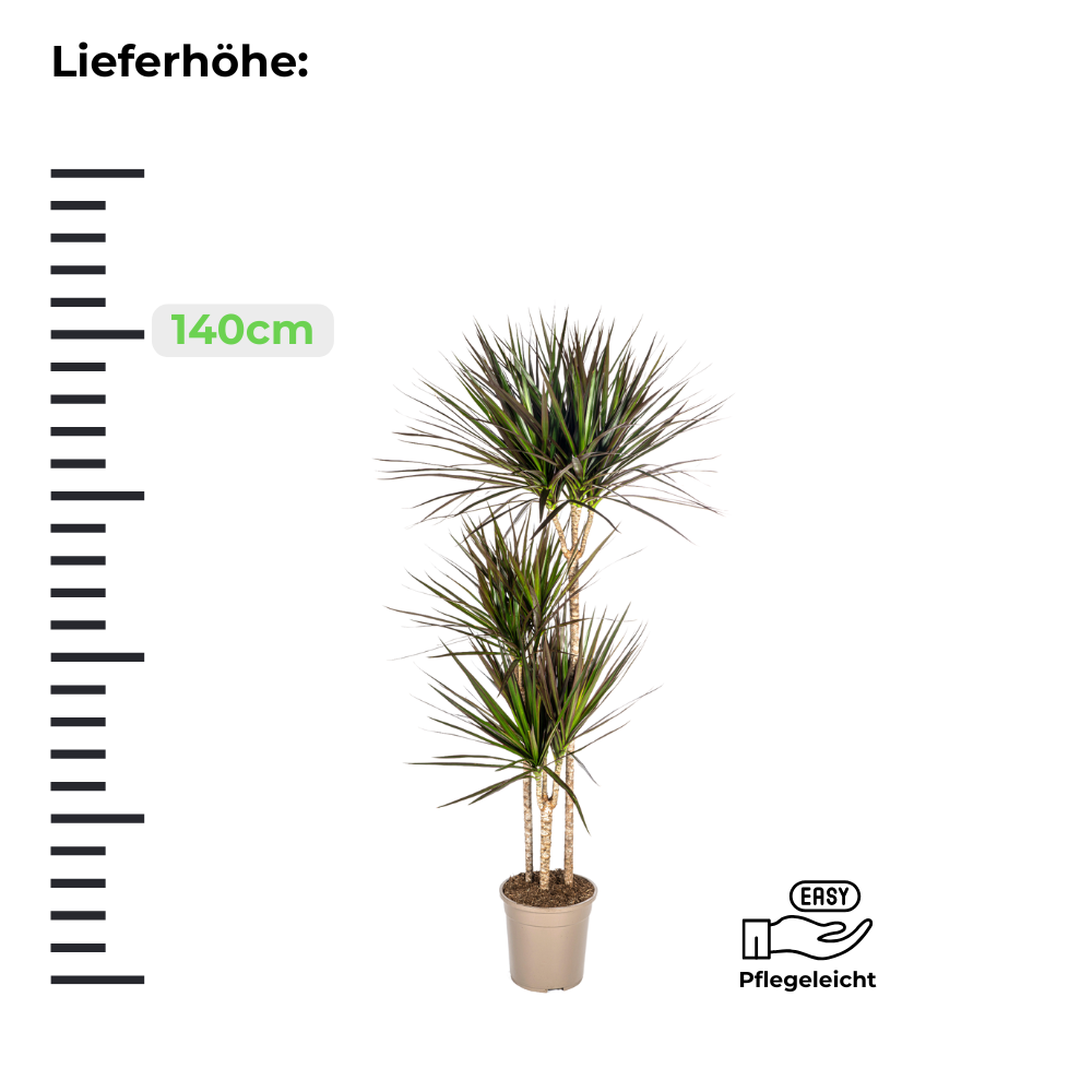 Dracaena Marginata Bicolor - Drachenbaum - ⭥120cm