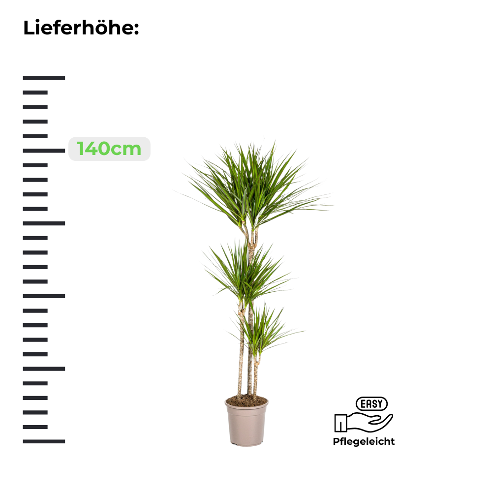 Dracaena Marginata "Green" - Drachenbaum - [XL]