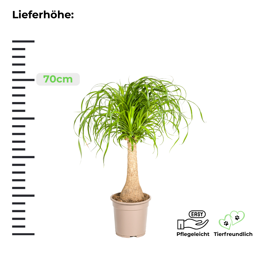 Beaucarnea Recurvata "Elefantenfuß" - ⭥70cm