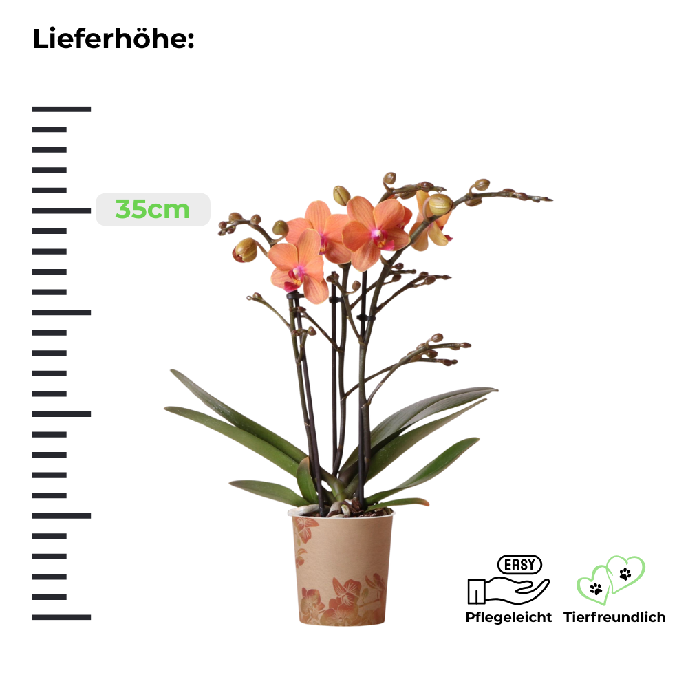 Orangene Schmetterlingsorchidee "Mineral Bolzano"