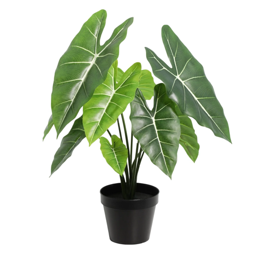 Kunstpflanze Alocasia Polly - ⭥40cm