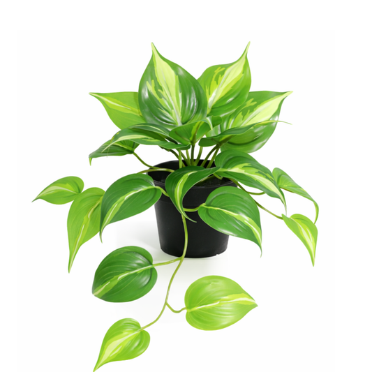 Kunstpflanze Epipremnum Variegata - "Efeutute" - ⭥25cm