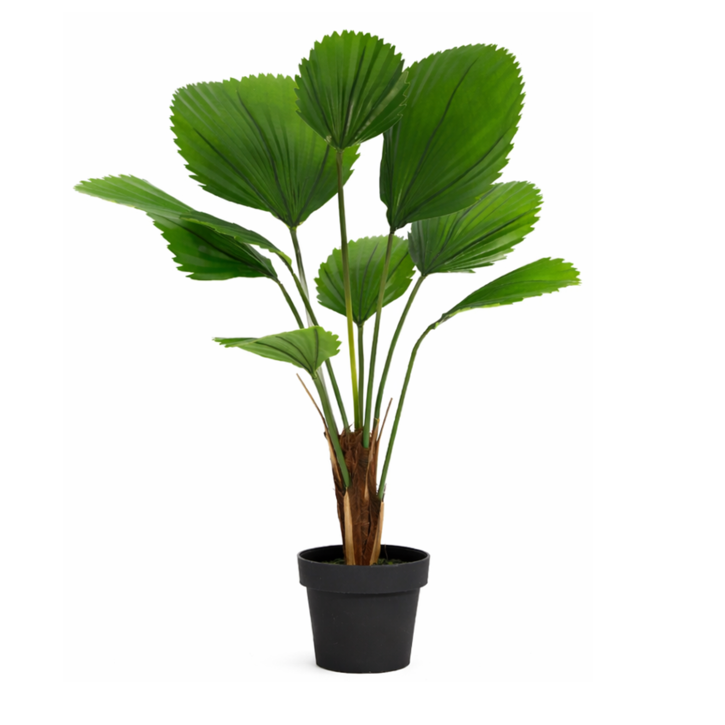 Kunstpflanze Licuala Grandis - "Großblättrige Strahlenpalme" - ⭥105cm