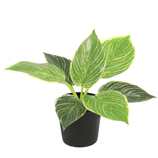 Kunstpflanze Philodendron Birkin - ⭥20cm