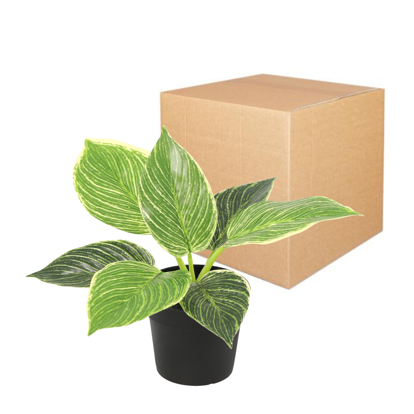 Kunstpflanze Philodendron Birkin - ⭥20cm