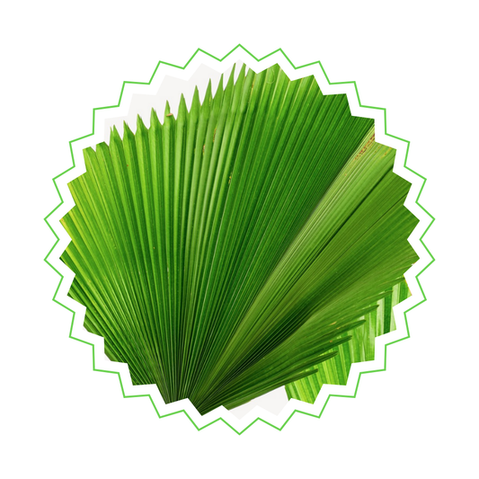 Licuala Grandis - "Großblättrige Strahlenpalme" - ⭥130cm