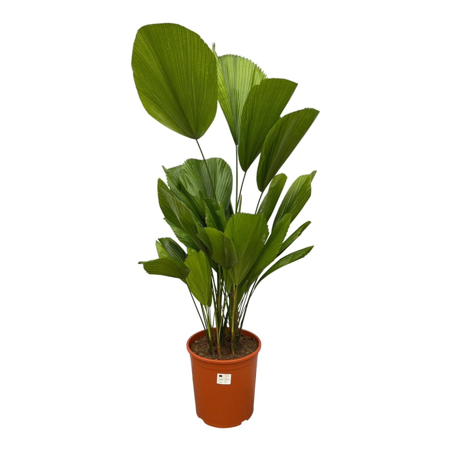 Licuala Grandis - "Großblättrige Strahlenpalme" - ⭥130cm