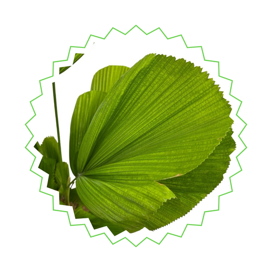 Licuala Grandis - "Großblättrige Strahlenpalme" - ⭥90cm