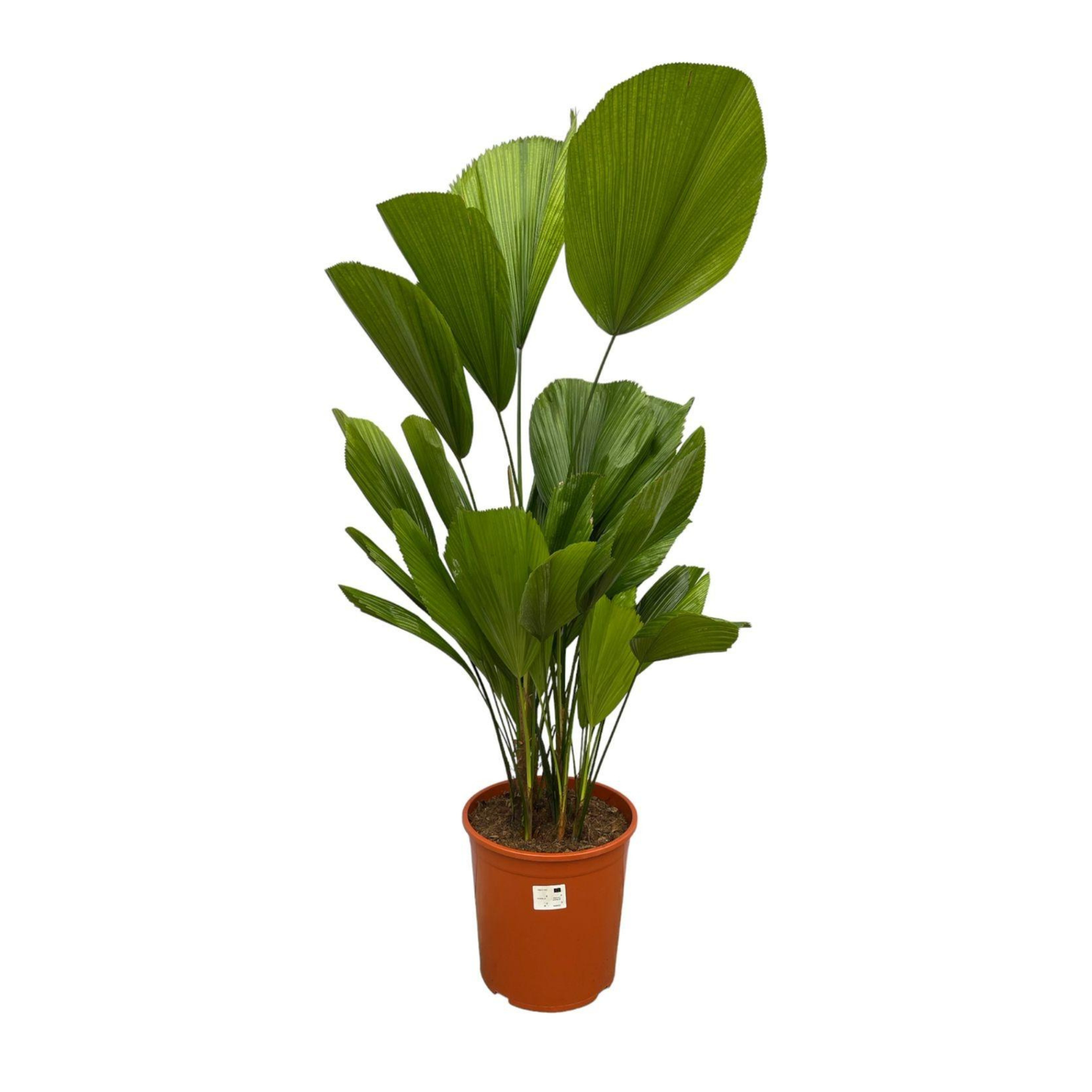 Licuala Grandis - "Großblättrige Strahlenpalme" - ⭥90cm