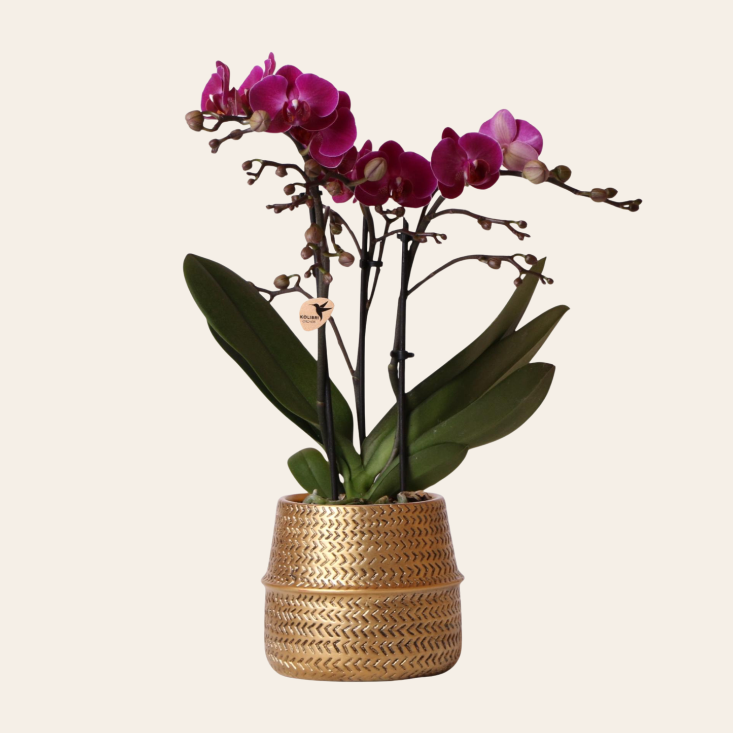 Lila Orchidee "Morelia" - ⭥35cm - mit Ziertopf Groove in Gold