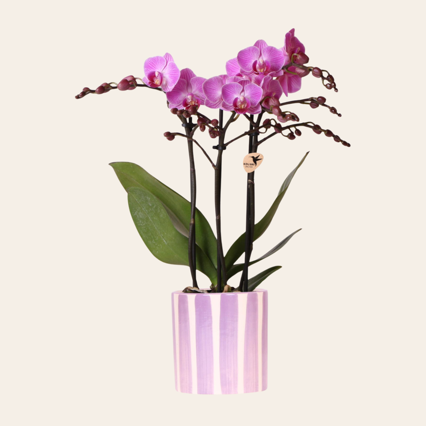 Lila Orchidee "Wien" - ⭥35cm - mit Ziertopf Painted Stripe in Lila
