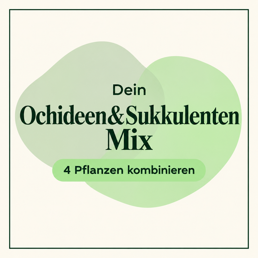 2 Orchideen & 2 Sukkulenten – Pflanzen-Mix zum Vorteilspreis