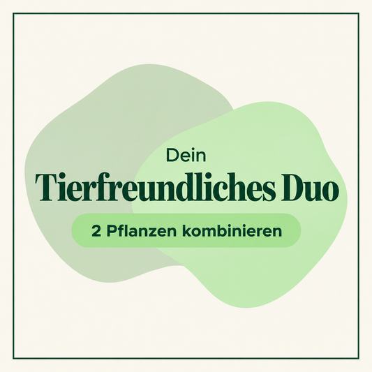 Elefantenfuß, Glückskastanie oder Goldfruchtpalme  & Calathea – Tierfreundliches-Duo zum Vorteilspreis