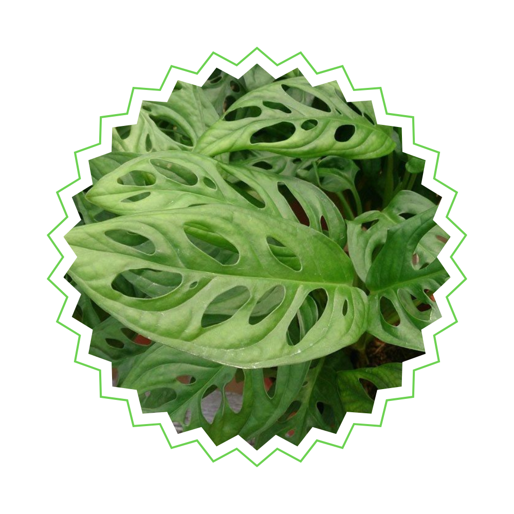 Monstera Obliqua am Moosstab - "Monkey Leaf" - ⭥170cm