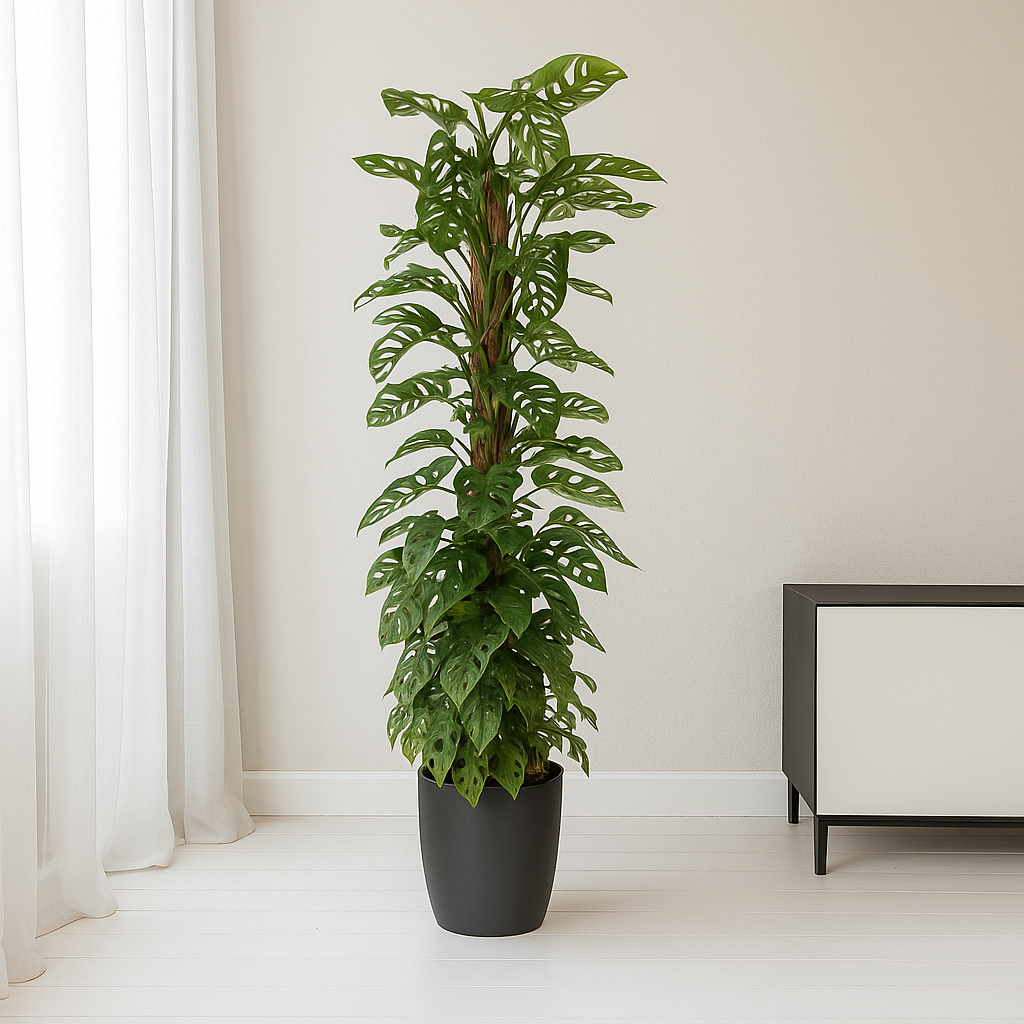 Monstera Obliqua am Moosstab - "Monkey Leaf" - ⭥170cm