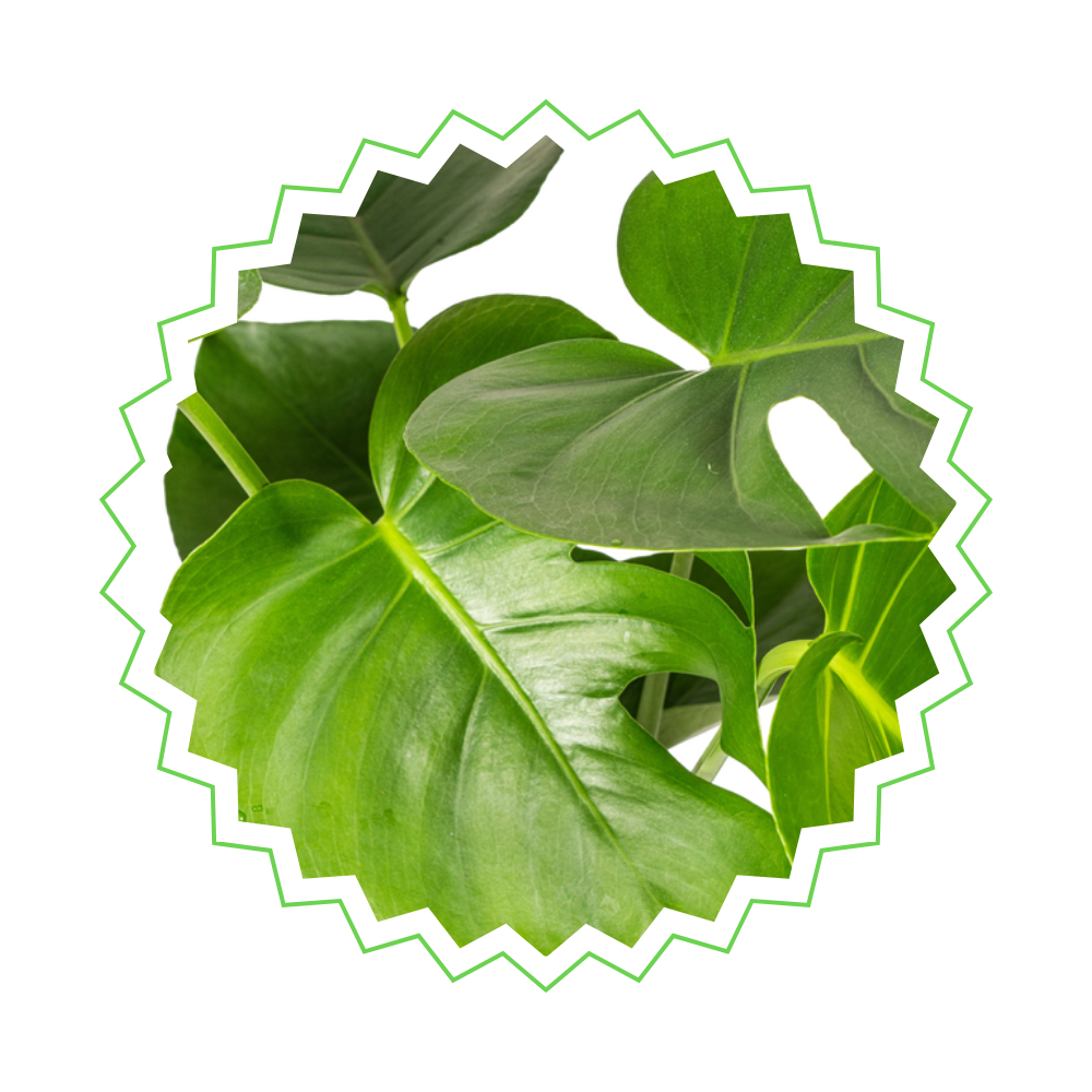 [Pflanzenset] Drachenbaum Bicolor ⭥60cm & Monstera ⭥60cm - Pflegeleicht