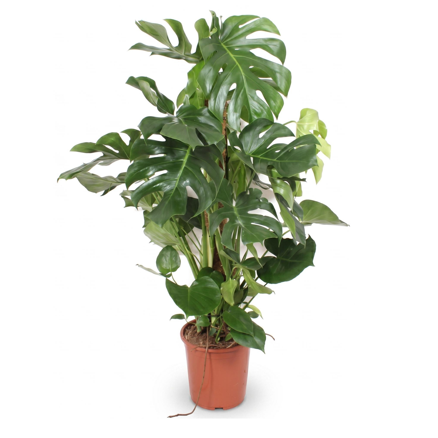 Monstera Deliciosa am Moosstab - "Fensterblatt" - ⭥140cm