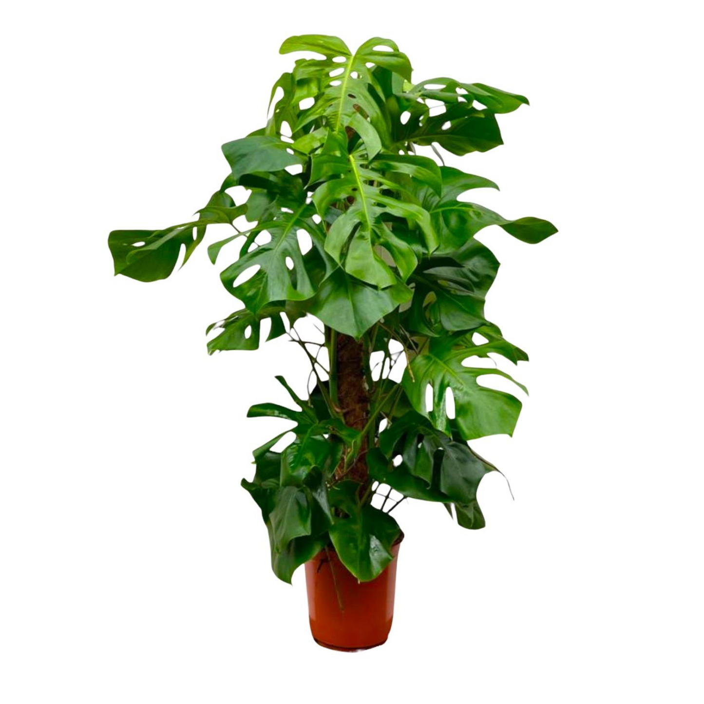 Monstera Deliciosa am Moosstab - "Fensterblatt" - ⭥150cm