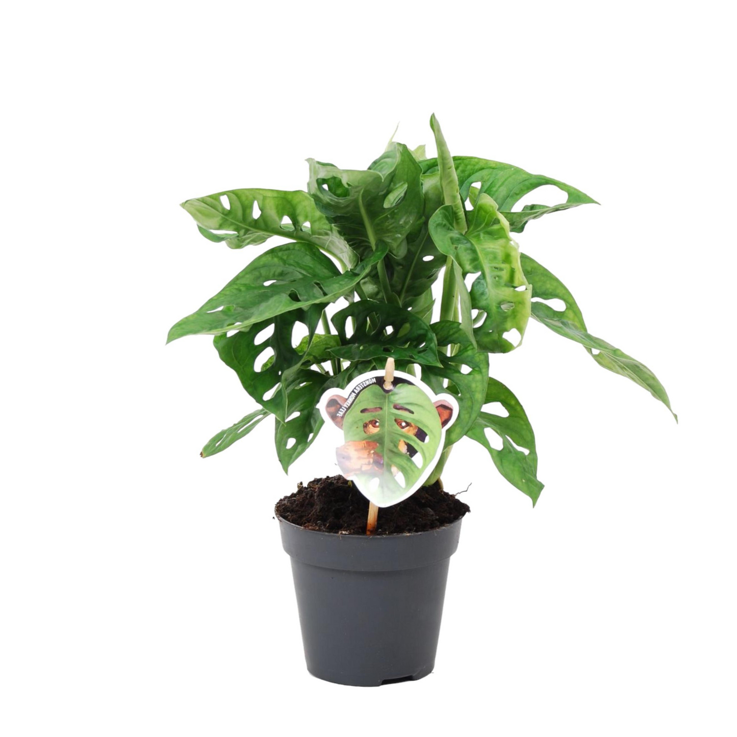 Monstera Obliqua - "Monkey Leaf" - ⭥25cm