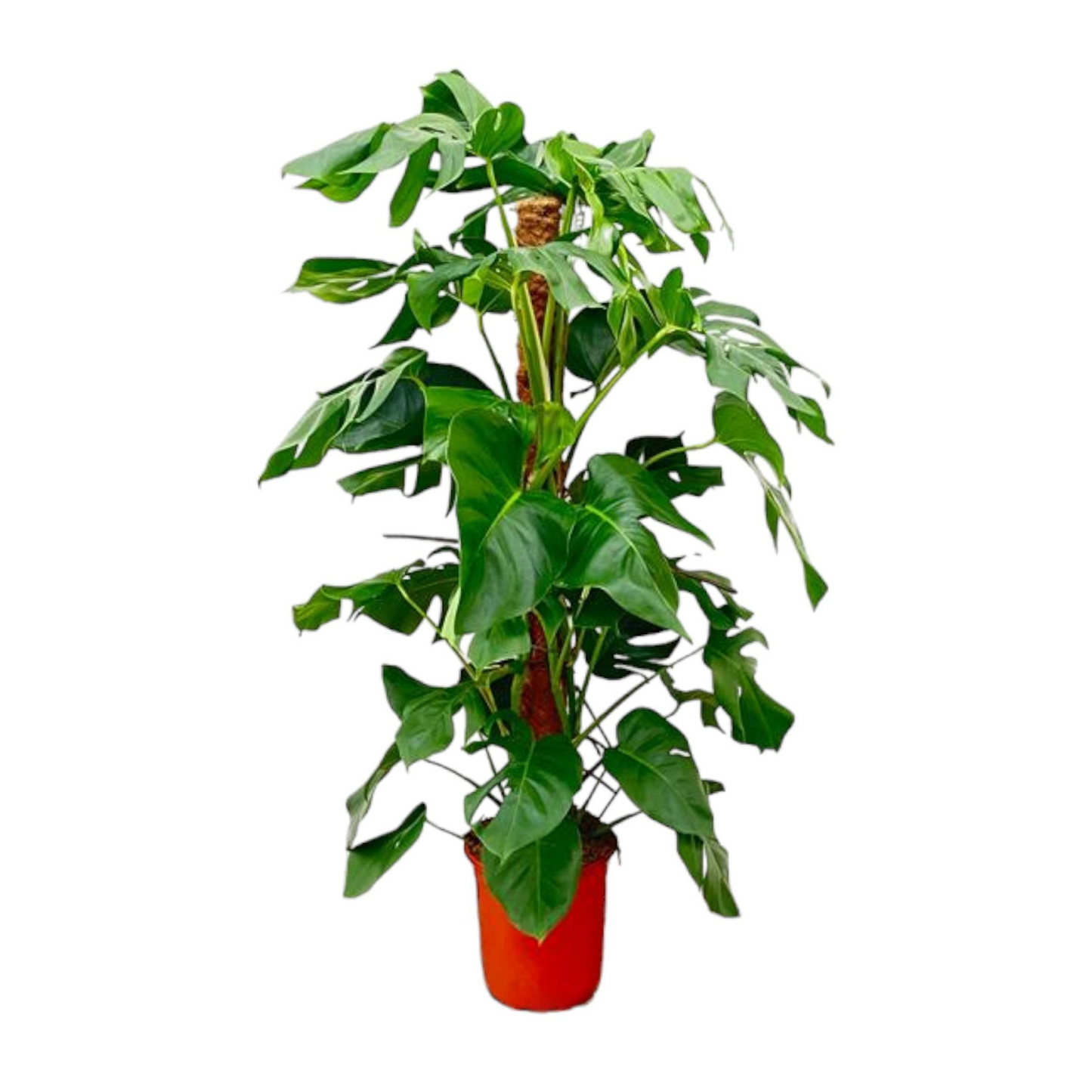 Monstera Pertusum am Moosstab - "Fensterblatt" - ⭥130cm