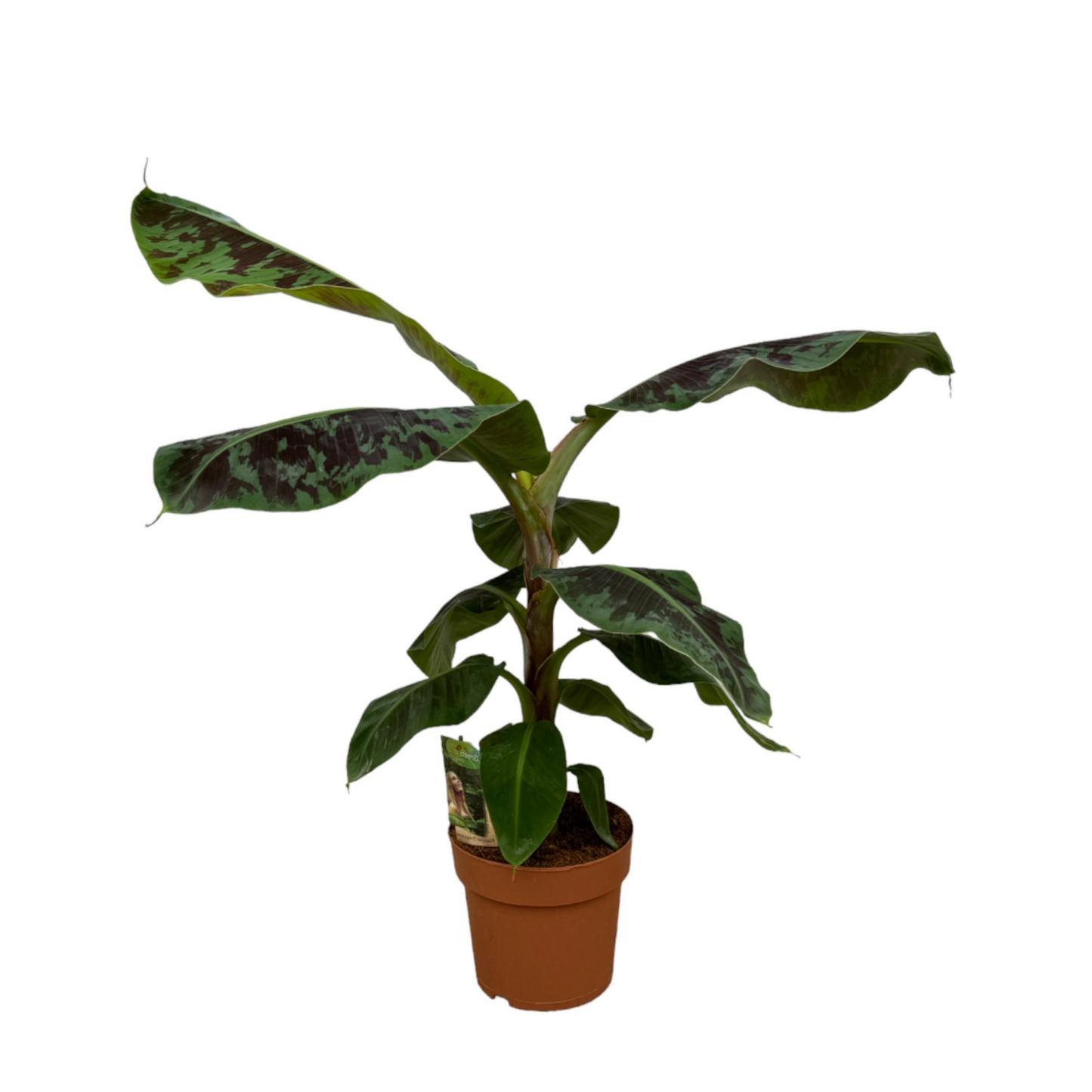 Musa - "Bananenpflanze" - ⭥80cm