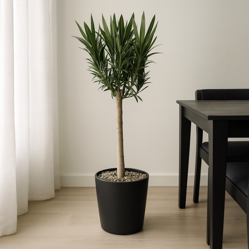 Nerium Oleander mit weißen Blüten - ⭥110cm