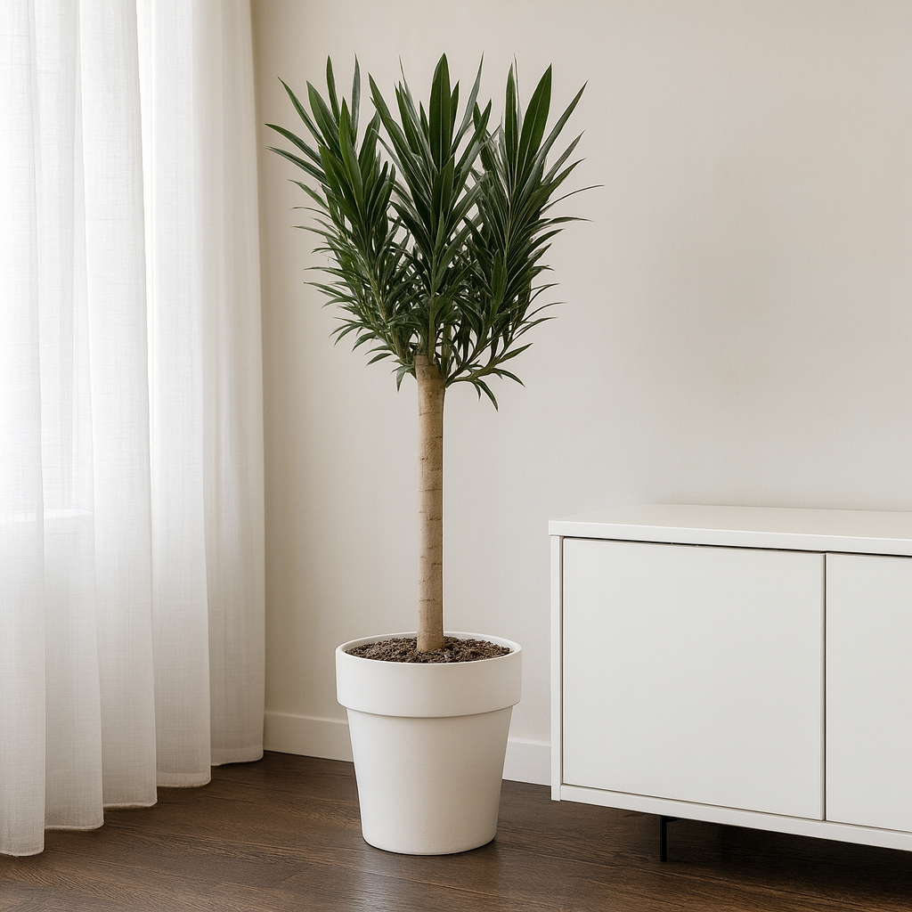 Nerium Oleander mit rosa Blüten - ⭥110cm