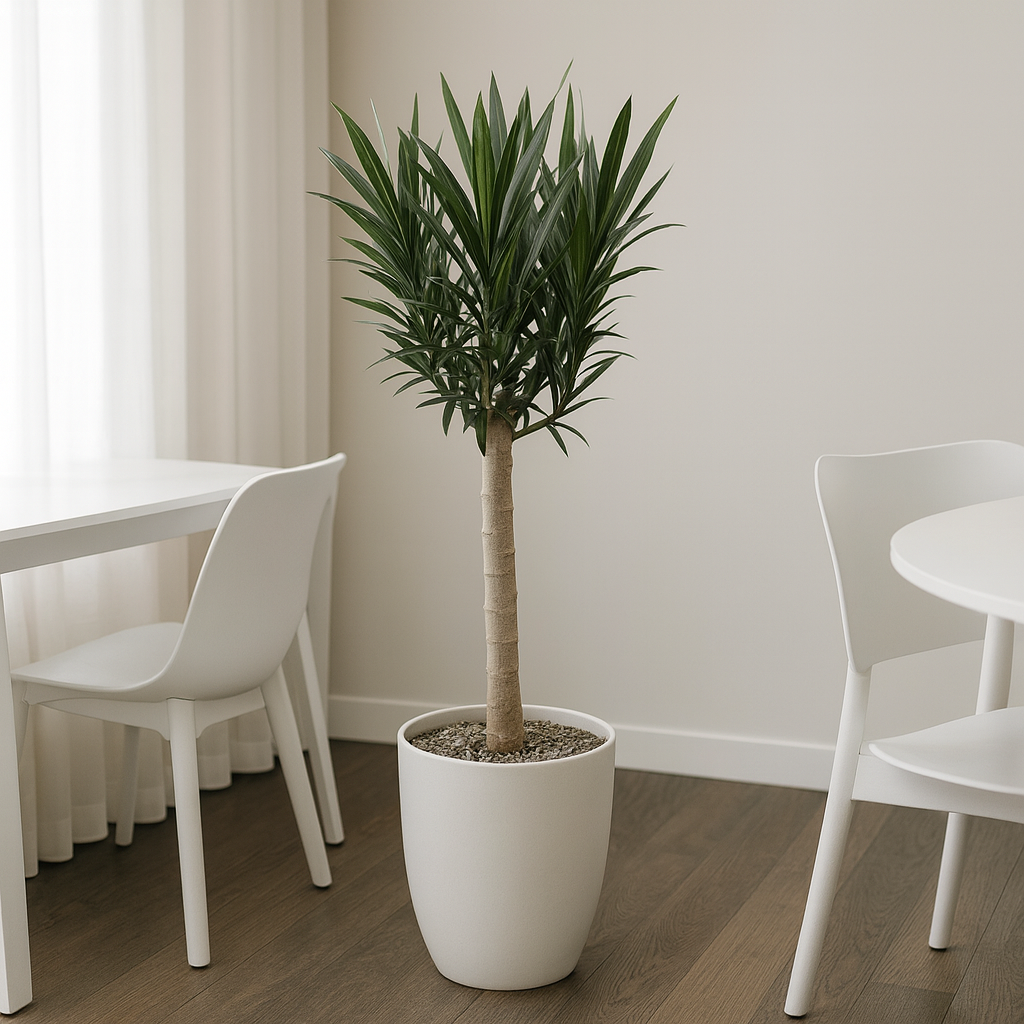 Nerium Oleander mit roten Blüten - ⭥110cm