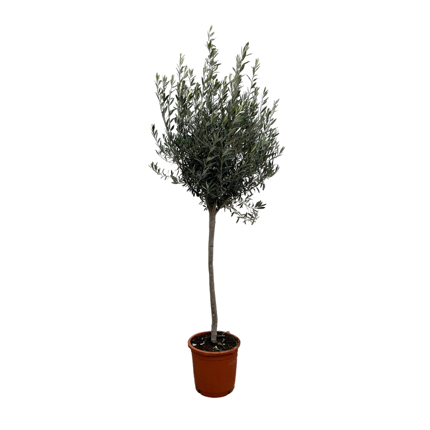 Olea Europaea - "Olivenbaum" - ⭥170cm