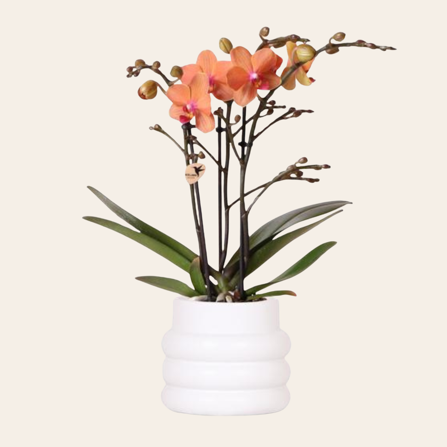 Orange Orchidee "Bolzano" - ⭥35cm - mit Ziertopf Bubble in Weiß