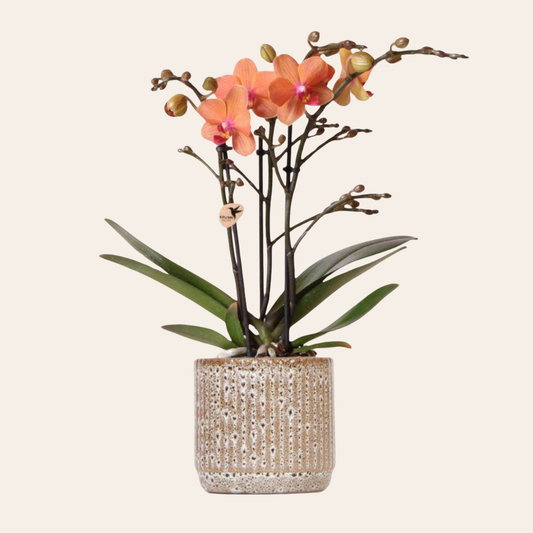 Orangene Orchidee "Bolzano" - ⭥35cm - mit Ziertopf Jaguar