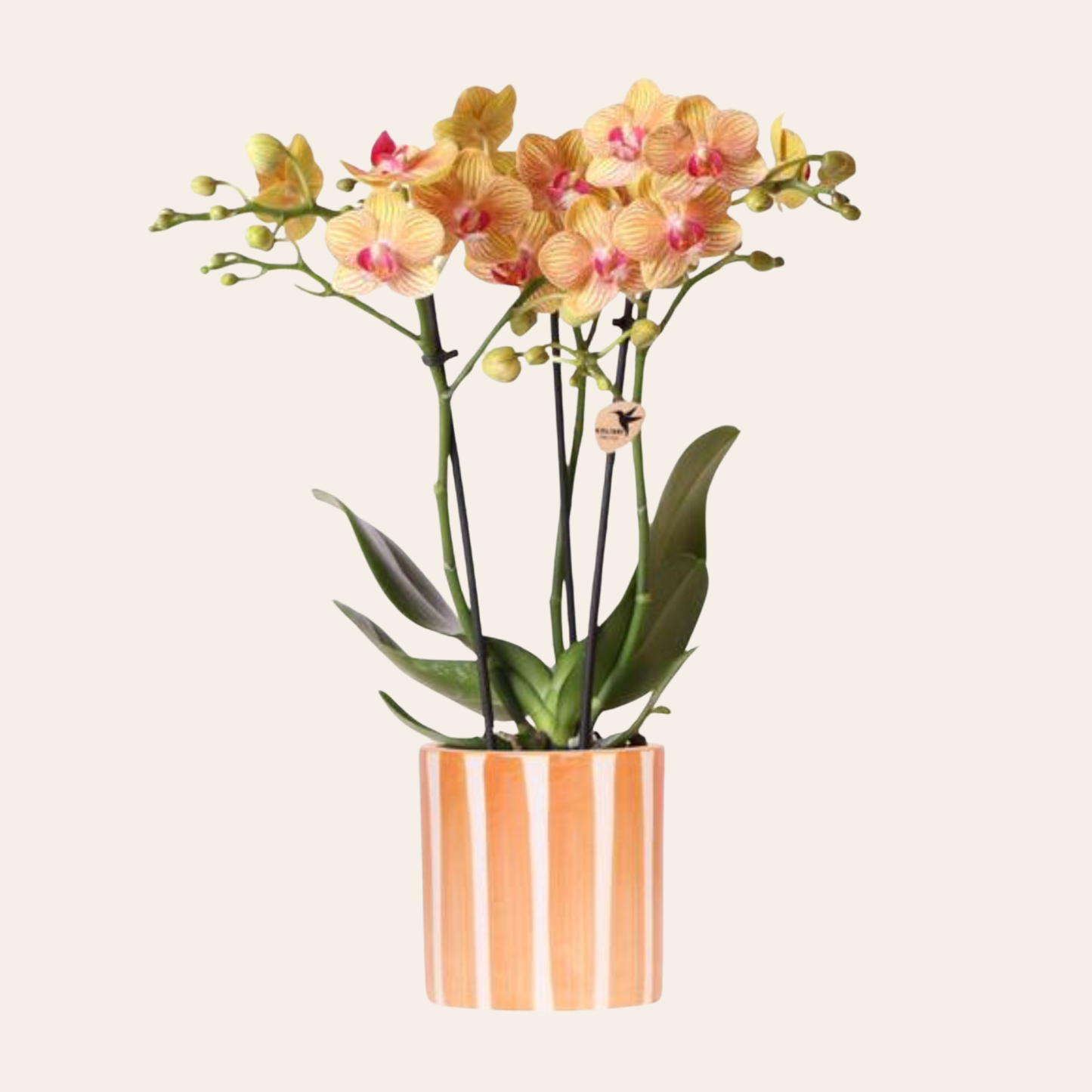 Orangene Orchidee "Bolzano" - ⭥35cm - mit Ziertopf Painted Stripe in Orange