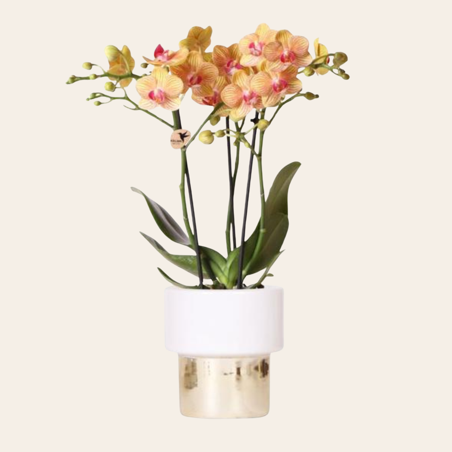 Orangene Orchidee "Jamaica" - ⭥35cm - mit Ziertopf Lush in Gold