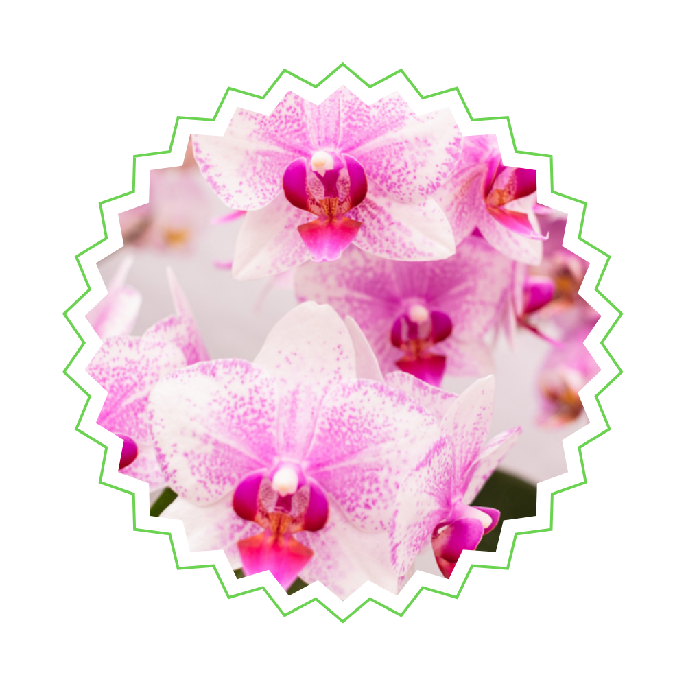 [Pflanzenset] Orchideen Rotterdam ⭥35cm & Orchidee Wien ⭥35cm - Tierfreundlich