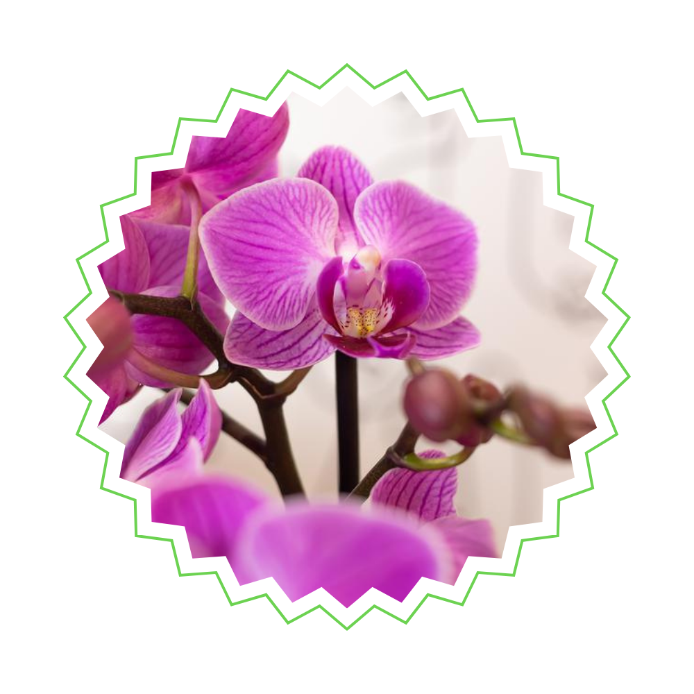 [Pflanzenset] Orchideen Rotterdam ⭥35cm & Orchidee Wien ⭥35cm - Tierfreundlich