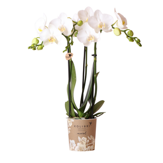 [Pflanzenset] Orchideen Amabilis ⭥35cm & Orchidee Bolzano ⭥35cm - Tierfreundlich