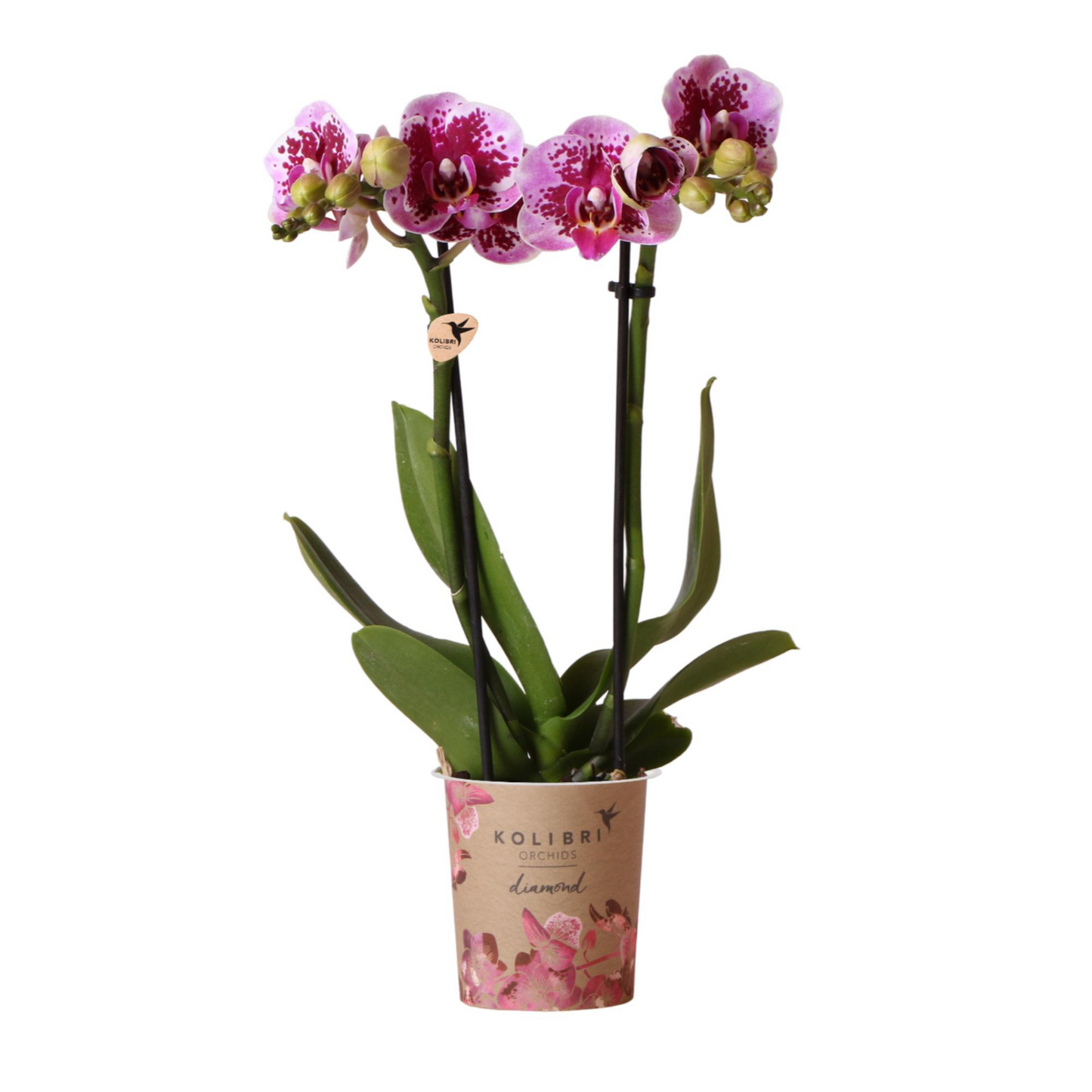 Rosa/Lila Orchidee "El Salvador" - ⭥35cm