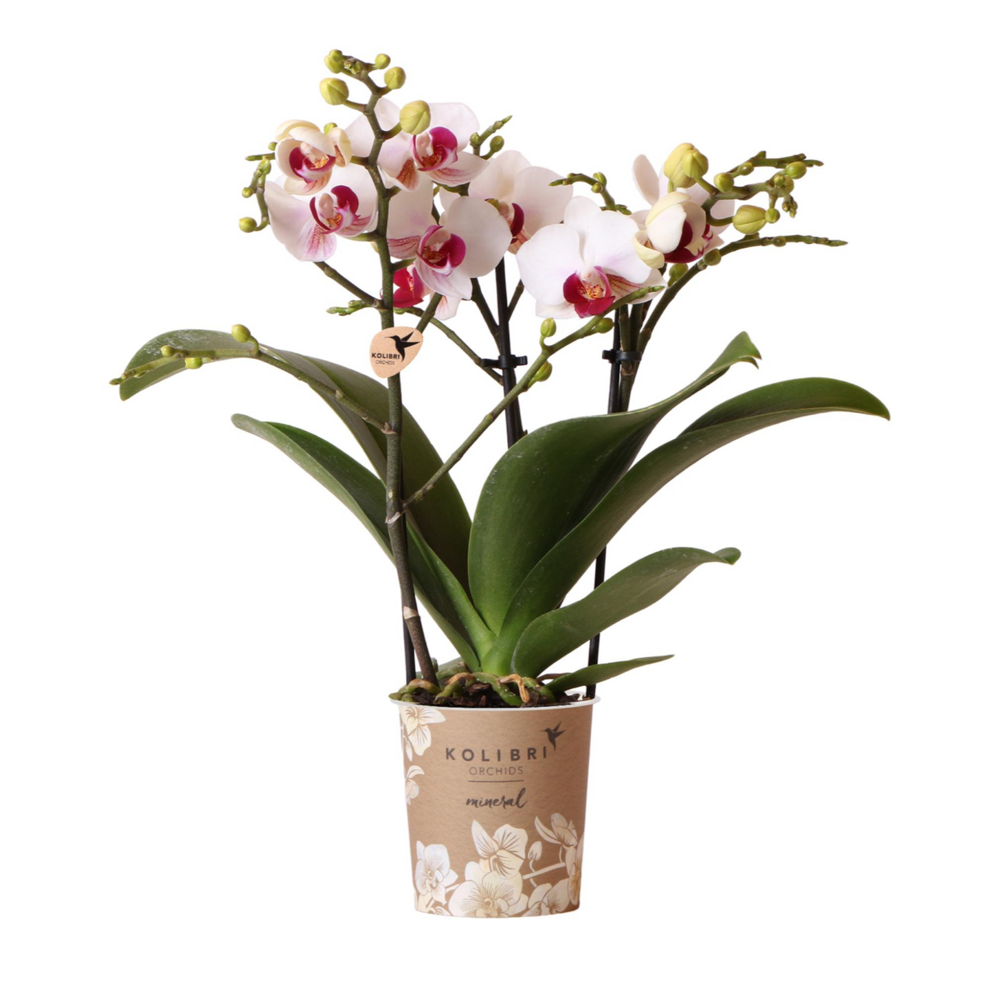 Weiße Orchidee "Gibraltar" - ⭥35cm