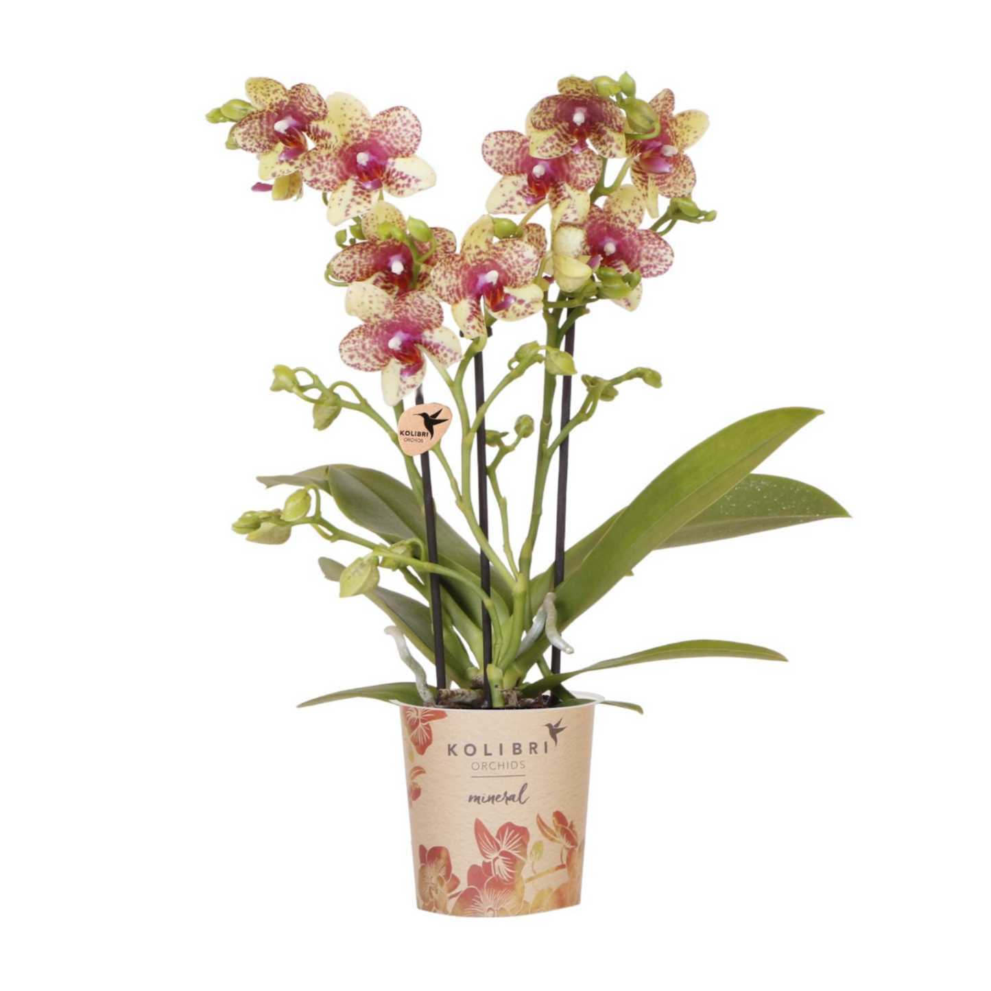 Orange/Gelbe Orchidee "Grosseto" - ⭥35cm