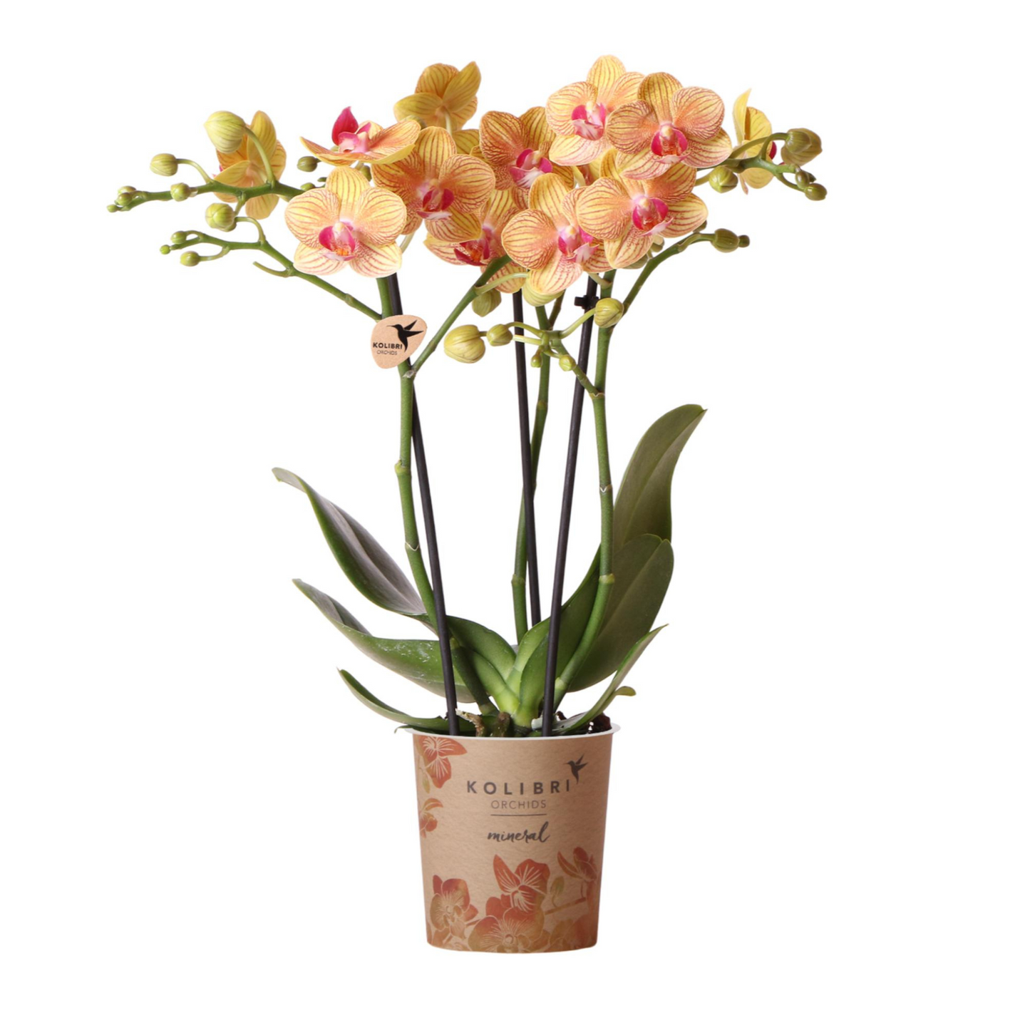 Orangene Orchidee "Jamaica" - ⭥35cm