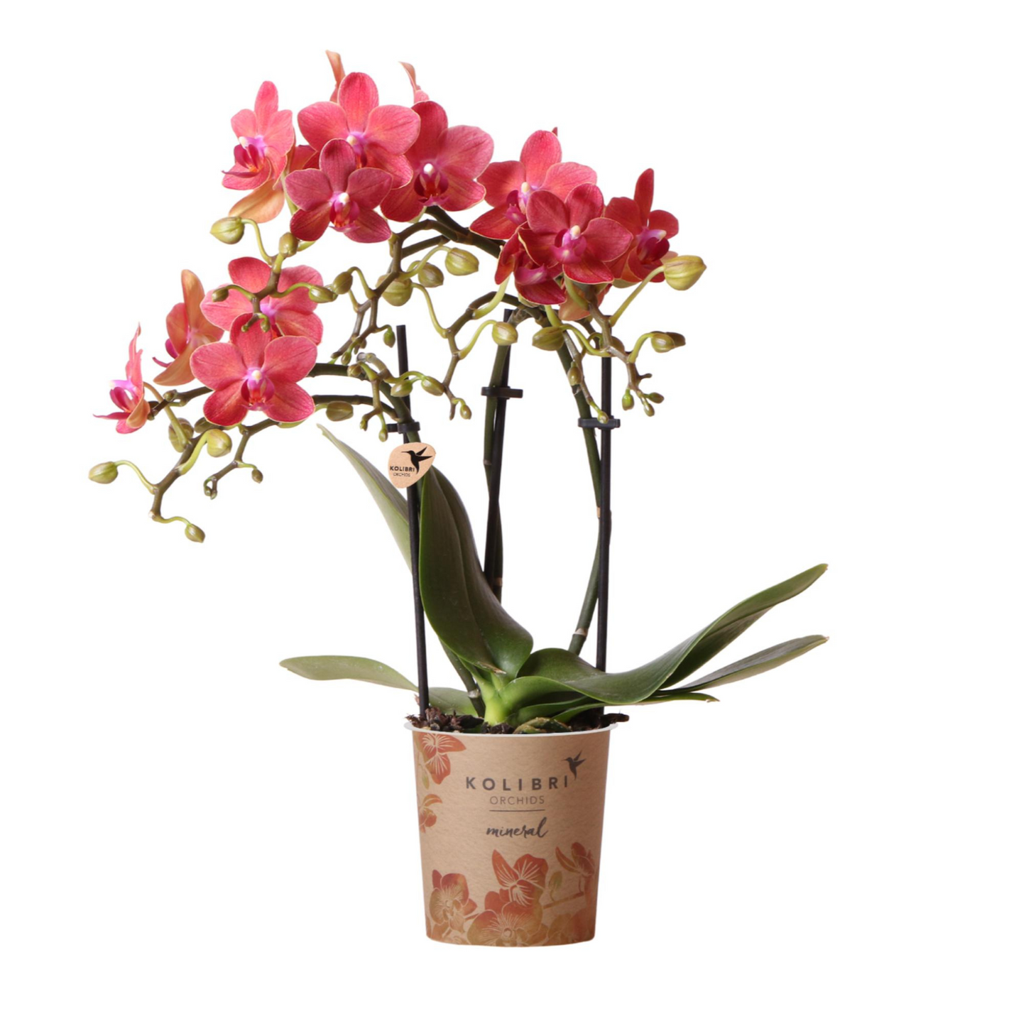 Rote Orchidee "Kongo" - ⭥35cm