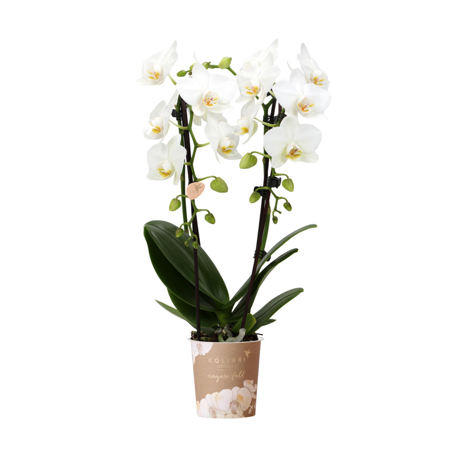 Weiße Orchidee "Niagara Fall" - ⭥35cm